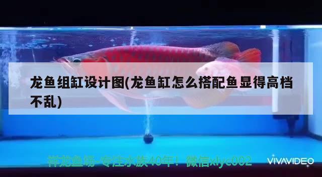 龍魚組缸設(shè)計圖(龍魚缸怎么搭配魚顯得高檔不亂)