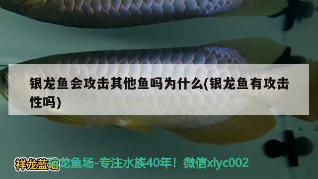 銀龍魚會(huì)攻擊其他魚嗎為什么(銀龍魚有攻擊性嗎)