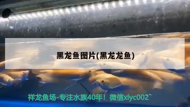 黑龍魚圖片(黑龍龍魚)