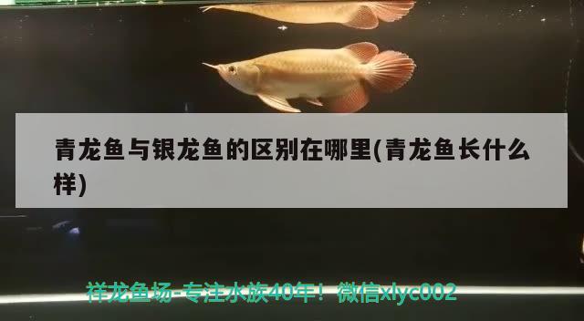 青龍魚(yú)與銀龍魚(yú)的區(qū)別在哪里(青龍魚(yú)長(zhǎng)什么樣)