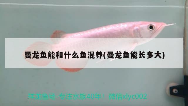 曼龍魚能和什么魚混養(yǎng)(曼龍魚能長多大) 夢幻雷龍魚