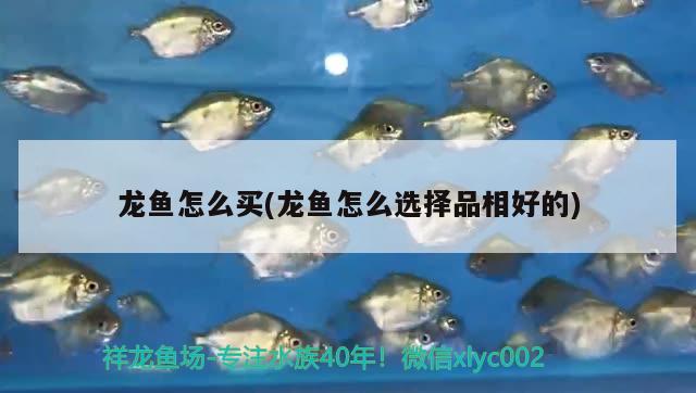 龍魚怎么買(龍魚怎么選擇品相好的)