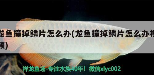 龍魚撞掉鱗片怎么辦(龍魚撞掉鱗片怎么辦視頻)