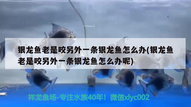 銀龍魚老是咬另外一條銀龍魚怎么辦(銀龍魚老是咬另外一條銀龍魚怎么辦呢)