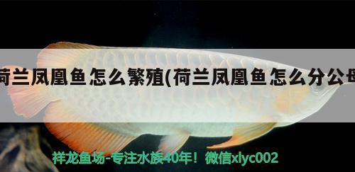 荷蘭鳳凰魚(yú)怎么繁殖(荷蘭鳳凰魚(yú)怎么分公母)