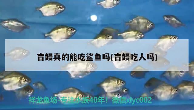 盲鰻真的能吃鯊魚嗎(盲鰻吃人嗎) 觀賞魚