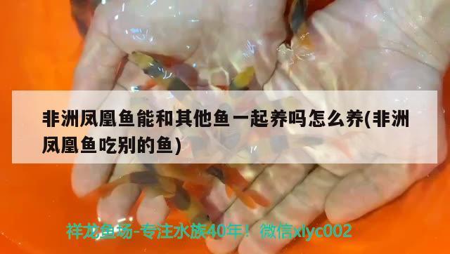 非洲鳳凰魚能和其他魚一起養(yǎng)嗎怎么養(yǎng)(非洲鳳凰魚吃別的魚) 觀賞魚