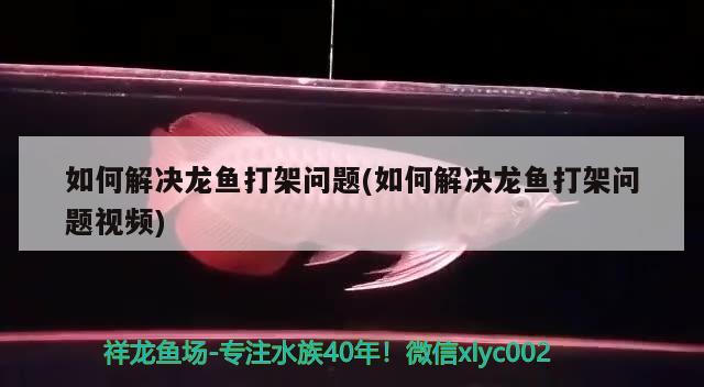 如何解決龍魚打架問題(如何解決龍魚打架問題視頻) 印尼四紋虎