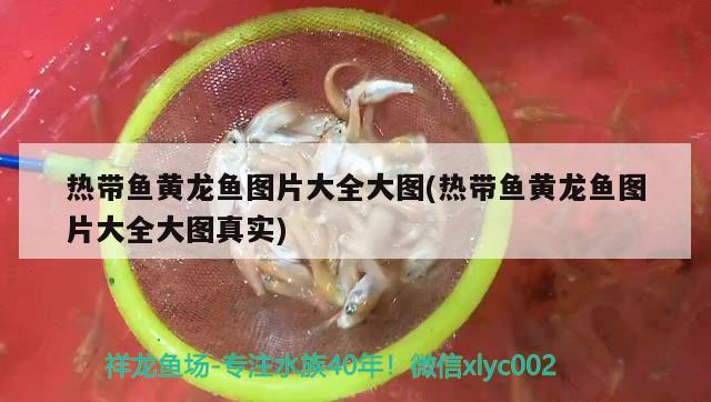 熱帶魚黃龍魚圖片大全大圖(熱帶魚黃龍魚圖片大全大圖真實(shí))