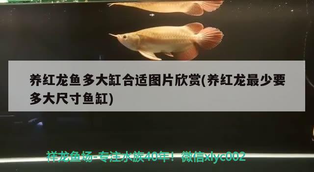 養(yǎng)紅龍魚多大缸合適圖片欣賞(養(yǎng)紅龍最少要多大尺寸魚缸)