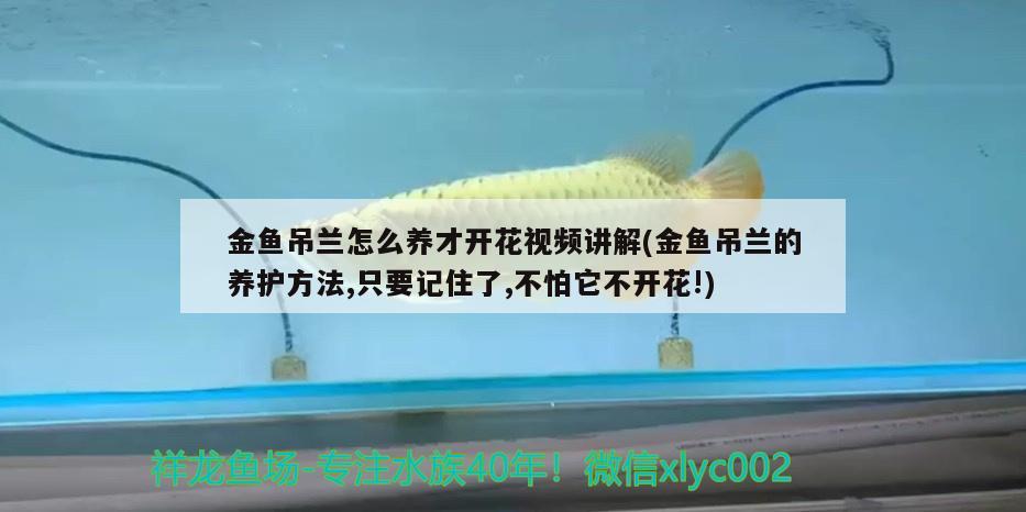 金魚(yú)吊蘭怎么養(yǎng)才開(kāi)花視頻講解(金魚(yú)吊蘭的養(yǎng)護(hù)方法,只要記住了,不怕它不開(kāi)花!)