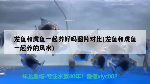 龍魚(yú)和虎魚(yú)一起養(yǎng)好嗎圖片對(duì)比(龍魚(yú)和虎魚(yú)一起養(yǎng)的風(fēng)水) 魚(yú)缸風(fēng)水