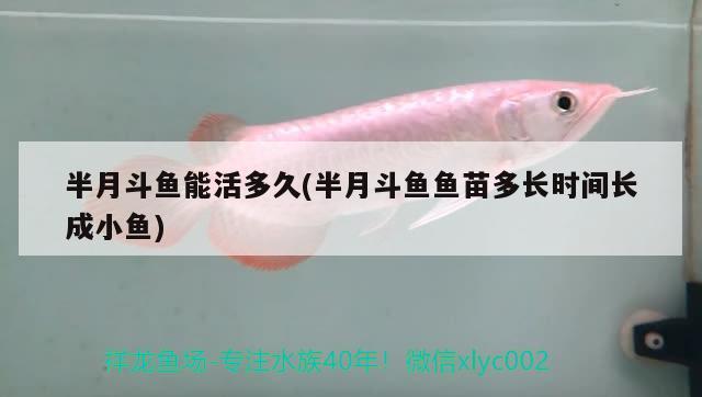 半月斗魚能活多久(半月斗魚魚苗多長時(shí)間長成小魚)