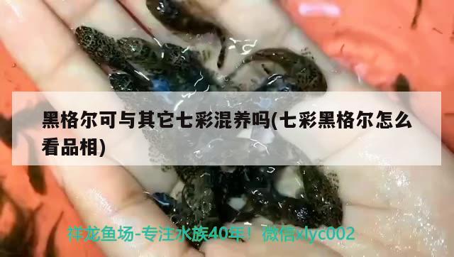 黑格爾可與其它七彩混養(yǎng)嗎(七彩黑格爾怎么看品相) 觀賞魚