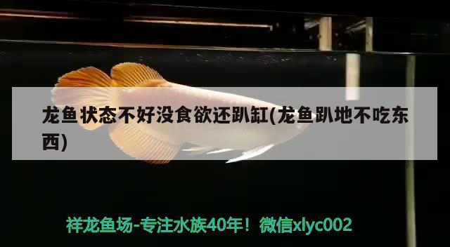 龍魚狀態(tài)不好沒食欲還趴缸(龍魚趴地不吃東西)