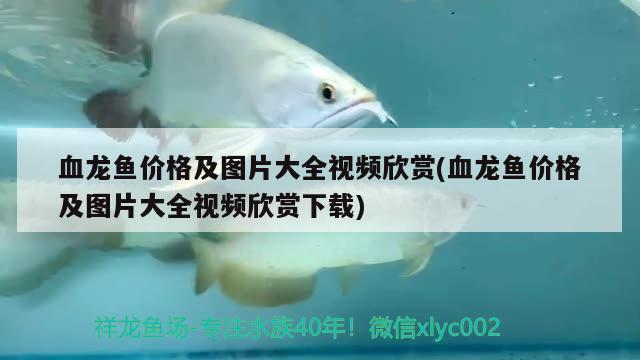 血龍魚價格及圖片大全視頻欣賞(血龍魚價格及圖片大全視頻欣賞下載)