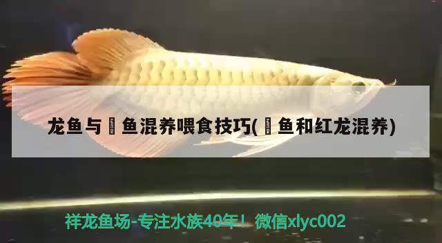 龍魚與魟魚混養(yǎng)喂食技巧(魟魚和紅龍混養(yǎng)) 祥龍水族醫(yī)院