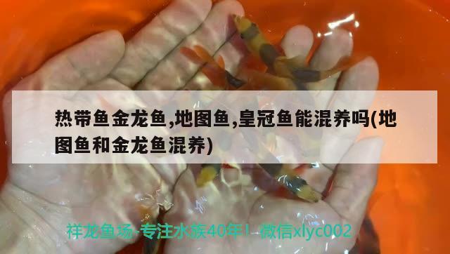 熱帶魚金龍魚,地圖魚,皇冠魚能混養(yǎng)嗎(地圖魚和金龍魚混養(yǎng))