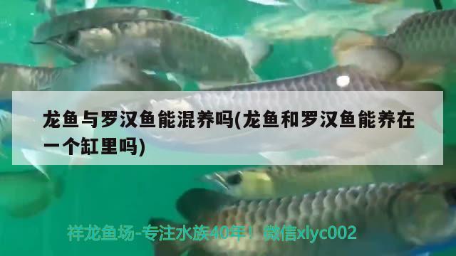 龍魚與羅漢魚能混養(yǎng)嗎(龍魚和羅漢魚能養(yǎng)在一個缸里嗎) 羅漢魚 第2張