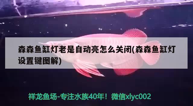 森森魚缸燈老是自動亮怎么關閉(森森魚缸燈設置鍵圖解) 非洲金鼓魚