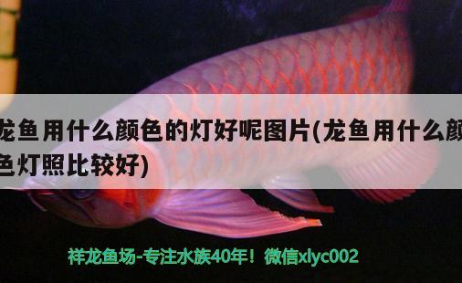 龍魚用什么顏色的燈好呢圖片(龍魚用什么顏色燈照比較好) 觀賞魚魚苗 第2張