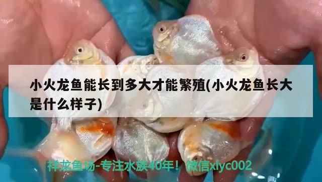 小火龍魚(yú)能長(zhǎng)到多大才能繁殖(小火龍魚(yú)長(zhǎng)大是什么樣子)