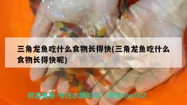 三角龍魚吃什么食物長(zhǎng)得快(三角龍魚吃什么食物長(zhǎng)得快呢) 觀賞魚批發(fā)