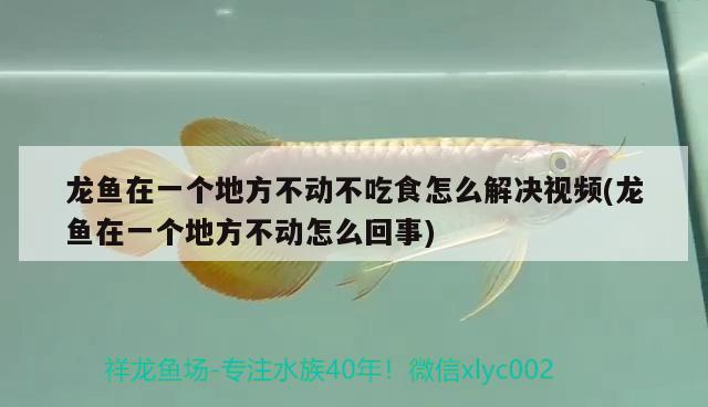 龍魚在一個地方不動不吃食怎么解決視頻(龍魚在一個地方不動怎么回事)