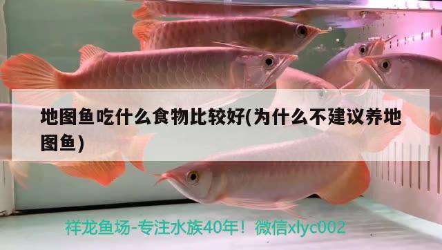 地圖魚吃什么食物比較好(為什么不建議養(yǎng)地圖魚)