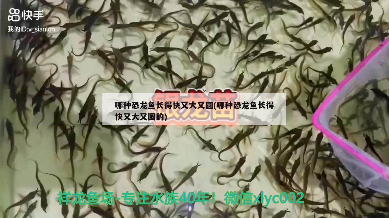 哪種恐龍魚長得快又大又圓(哪種恐龍魚長得快又大又圓的)