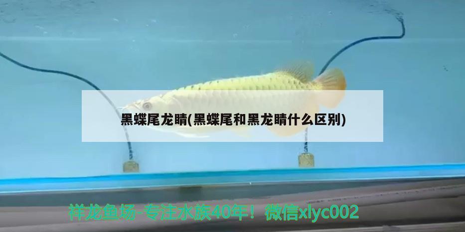 黑蝶尾龍睛(黑蝶尾和黑龍睛什么區(qū)別) 觀賞魚(yú)