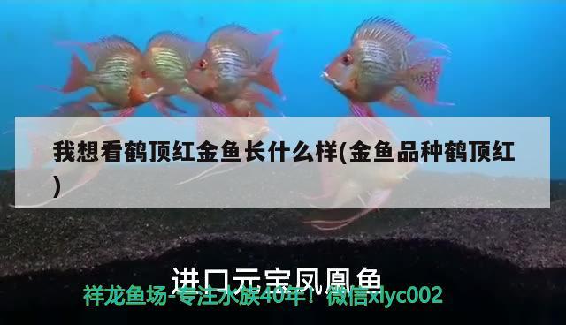 我想看鶴頂紅金魚長什么樣(金魚品種鶴頂紅) 觀賞魚