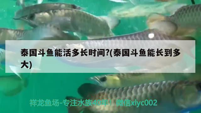 泰國(guó)斗魚能活多長(zhǎng)時(shí)間?(泰國(guó)斗魚能長(zhǎng)到多大)