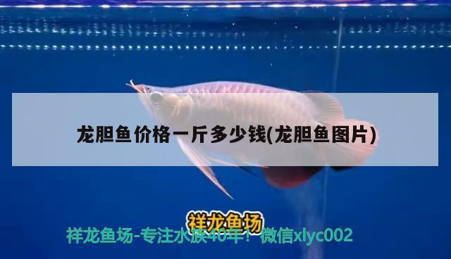 龍膽魚價格一斤多少錢(龍膽魚圖片) 觀賞魚