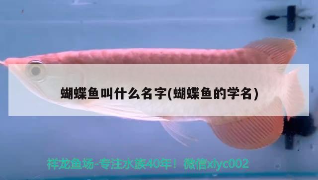 蝴蝶魚叫什么名字(蝴蝶魚的學(xué)名)