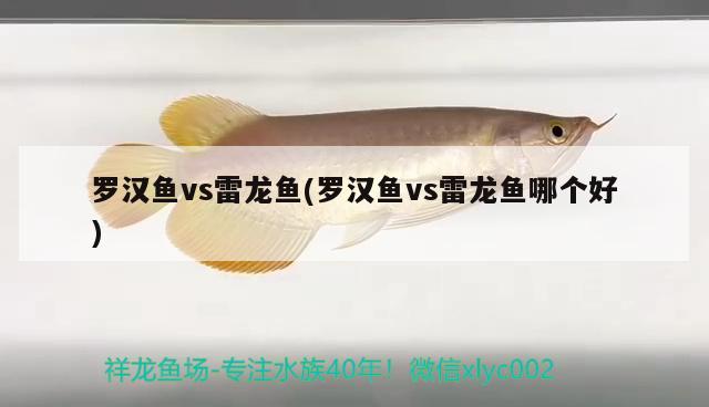 羅漢魚vs雷龍魚(羅漢魚vs雷龍魚哪個(gè)好) 羅漢魚