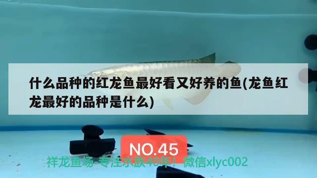 什么品種的紅龍魚最好看又好養(yǎng)的魚(龍魚紅龍最好的品種是什么) 魚缸風水