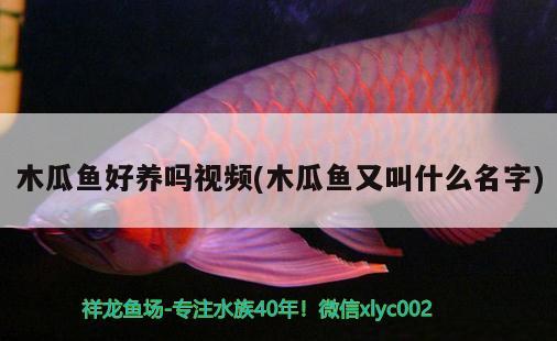 木瓜魚好養(yǎng)嗎視頻(木瓜魚又叫什么名字) 觀賞魚