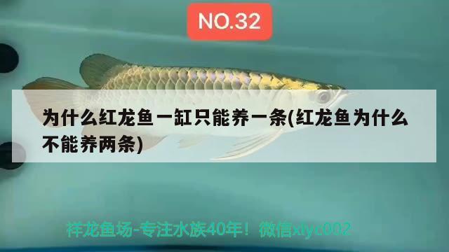 為什么紅龍魚一缸只能養(yǎng)一條(紅龍魚為什么不能養(yǎng)兩條)