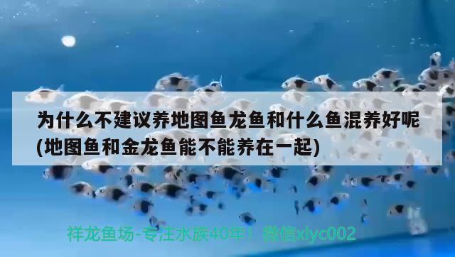 為什么不建議養(yǎng)地圖魚龍魚和什么魚混養(yǎng)好呢(地圖魚和金龍魚能不能養(yǎng)在一起)