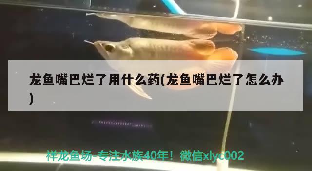 龍魚嘴巴爛了用什么藥(龍魚嘴巴爛了怎么辦)