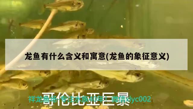 龍魚有什么含義和寓意(龍魚的象征意義) 非洲象鼻魚