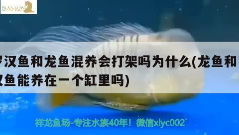 羅漢魚和龍魚混養(yǎng)會打架嗎為什么(龍魚和羅漢魚能養(yǎng)在一個缸里嗎)