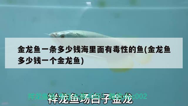 金龍魚一條多少錢海里面有毒性的魚(金龍魚多少錢一個金龍魚) 觀賞魚