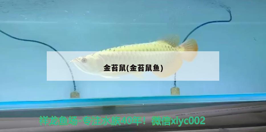 金苔鼠(金苔鼠魚)