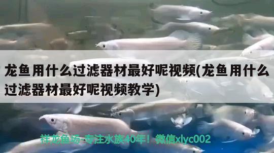 龍魚用什么過濾器材最好呢視頻(龍魚用什么過濾器材最好呢視頻教學(xué))