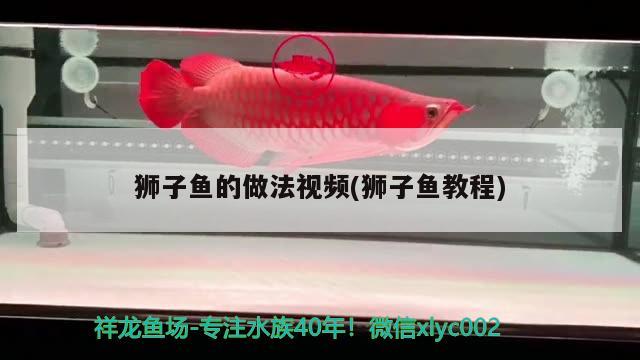 獅子魚的做法視頻(獅子魚教程) 觀賞魚