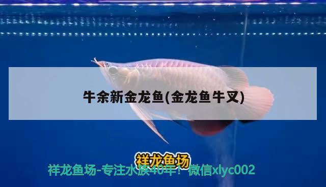 牛余新金龍魚(金龍魚牛叉)