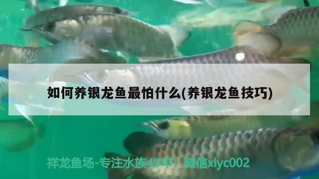 如何養(yǎng)銀龍魚最怕什么(養(yǎng)銀龍魚技巧) 銀龍魚百科