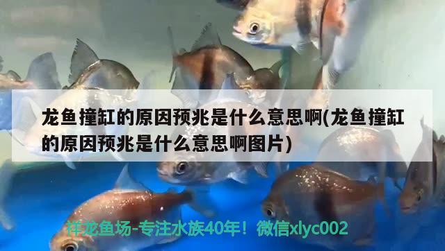 龍魚撞缸的原因預(yù)兆是什么意思啊(龍魚撞缸的原因預(yù)兆是什么意思啊圖片)